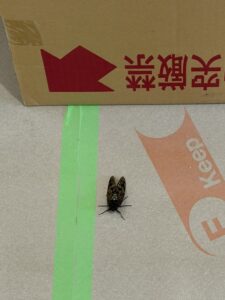 キッチンと一緒にやってきた蝉くん