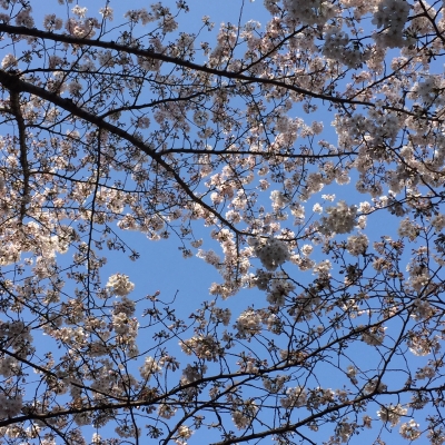 SAKURA_2017040416253218d.jpg